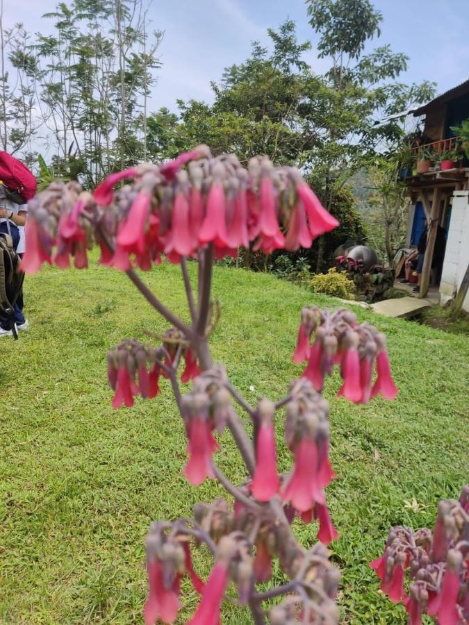 Finca Jardin Del Agua Сасайма Экстерьер фото