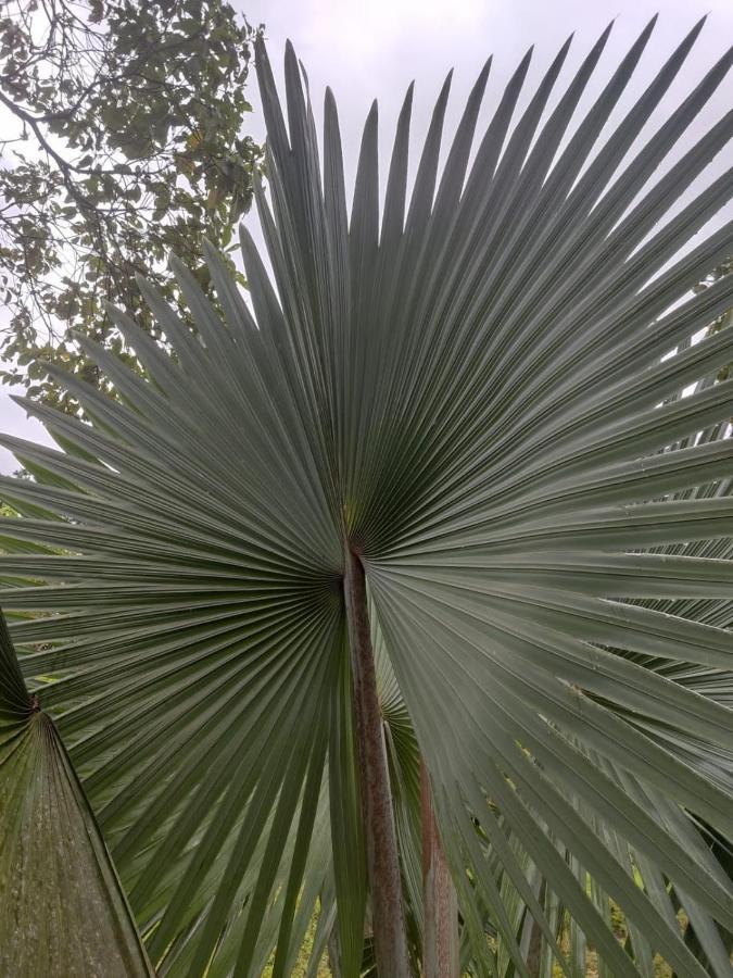 Вилла Finca Jardin Del Agua Сасайма Экстерьер фото