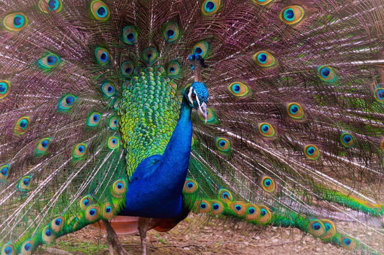 Finca Jardin Del Agua Сасайма Экстерьер фото