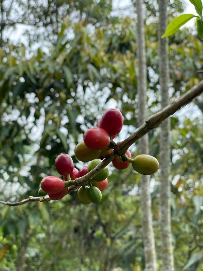 Вилла Finca Jardin Del Agua Сасайма Экстерьер фото